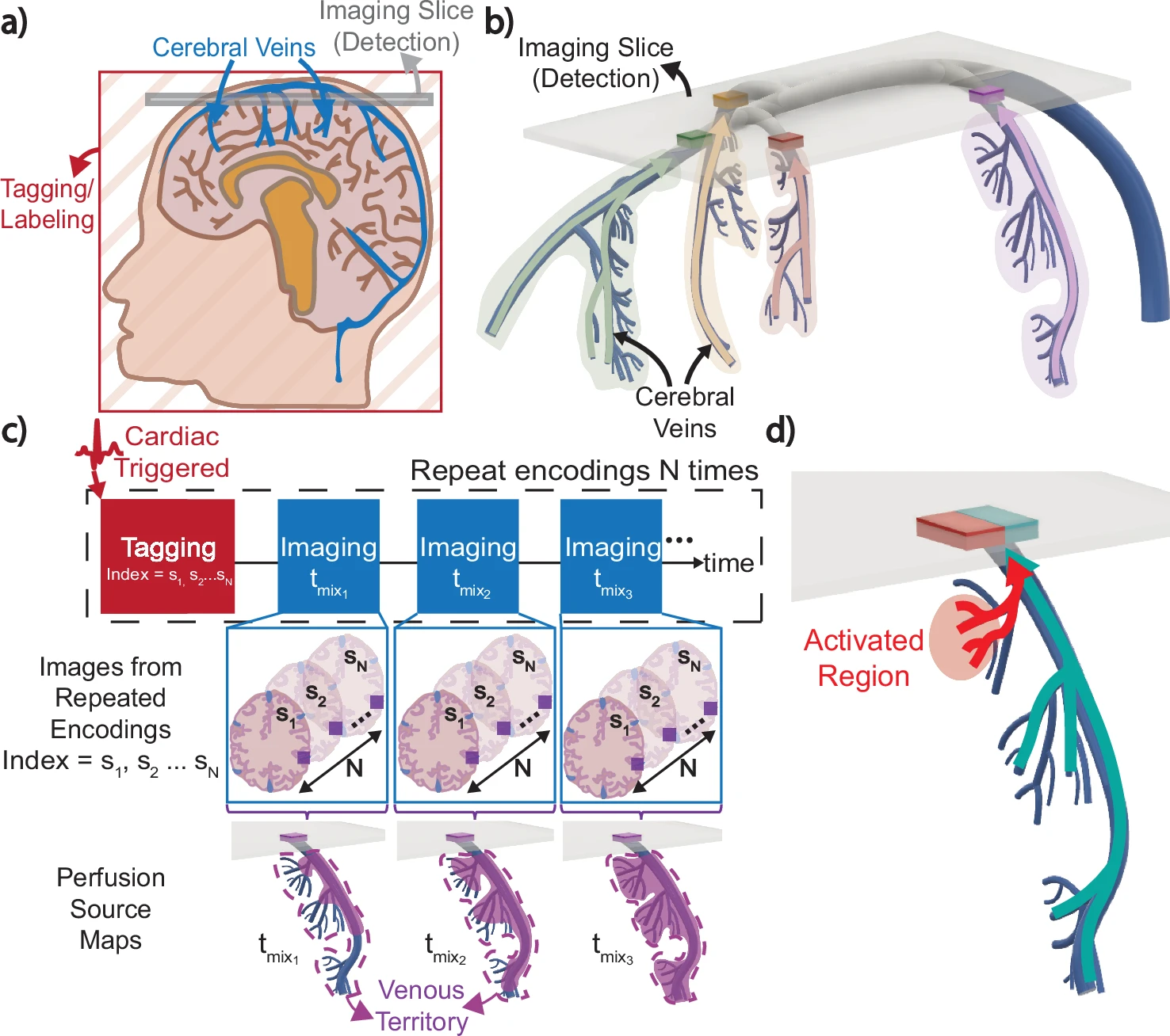 MR perfusion source mapping depicts venous territories and reveals perfusion modulation during neural activation